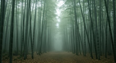 Obraz premium Bamboo Forest Path in Mist - Photo