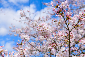 一目千本桜　宮城県　大河原町
