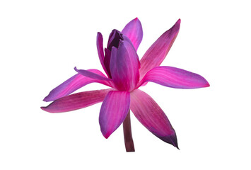 Lotus flower isolated on white background