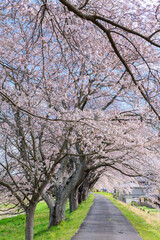 Naklejka premium 一目千本桜 宮城県 大河原町 