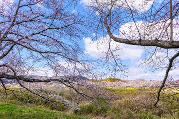 Obraz premium 一目千本桜 宮城県 大河原町 