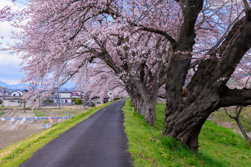 Obraz premium 一目千本桜 宮城県 大河原町 