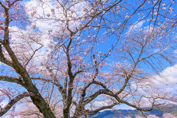 一目千本桜　宮城県　大河原町
