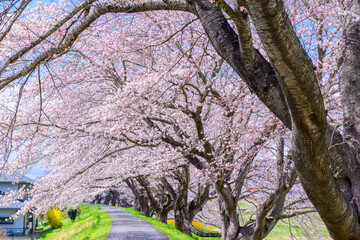 一目千本桜　宮城県　大河原町
