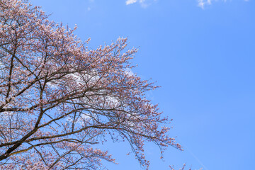 一目千本桜　宮城県　大河原町
