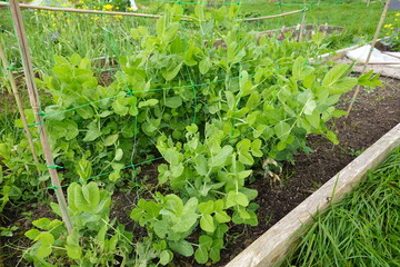 Pea plants growing in raised garden bed with trellis netting