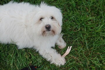 White coton de tulear lying on grass holding chicken leg