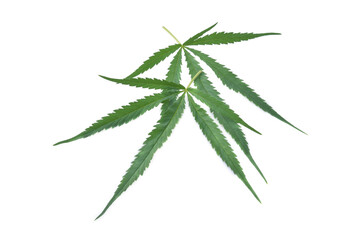 Cannabis leaf, marijuana isolated on white background