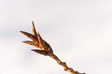 Close-up of beech tree branch with emerging buds in spring