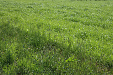Meadow for forage near wheat green field. Italian countryside on springtime. Agricultural backgrounds