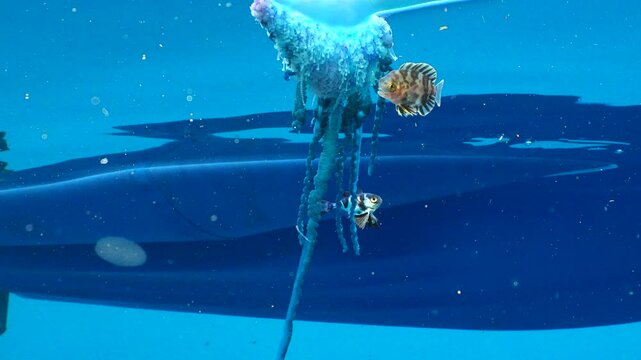 Portuguese man o' war (False jellyfish) drifting in the open sea next to a boat with two little fish.