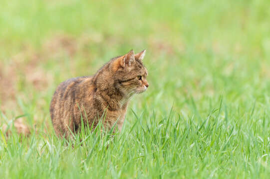 Eine Hauskatze als Freig&auml;nger auf einer Wiese auf der Jagd