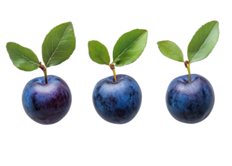 Fresh plums resting gracefully with vibrant green leaves on a pure white background in a studio setting