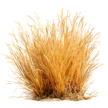 Dry, yellow grass isolated on white background and texture, clipping path --v 7.0