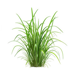 Obraz premium Vibrant Green Grass Plant Displaying Lush and Healthy Growth