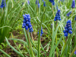 Close-Up of Vibrant Blue Grapes Hyacinth in a Lush Spring Meadow