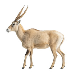 Fototapeta premium Elegant Antelope in Profile Against a Black Background