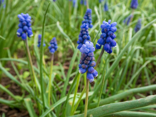 Close-Up of Vibrant Blue Grapes Hyacinth in a Lush Spring Meadow