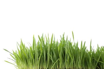 green grass isolated on transparent background