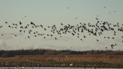 Birds flying in golden light in winter fly as geese migrate to England in large numbers UK 4K