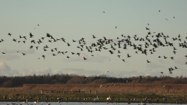 Birds flying in golden light in winter fly as geese migrate to England in large numbers UK 4K