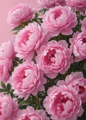 Fototapeta premium Dense cluster of pink peonies, soft pink backdrop, botanical, tightly grouped