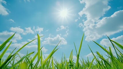 Fototapeta premium Bright sunlight over green grass and blue sky with clouds