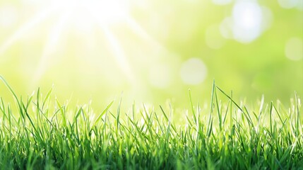 Fototapeta premium Fresh spring meadow with sunlight and green grass background
