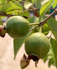 green guava on tree, Amrood fruit