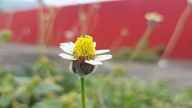 A macro shot of Tridax procumbens or coatbuttons or tridax daisy flower swaying in wind