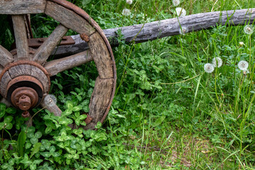 Wooden cart wheel covered with iron hoop. Green grass and white dandelions around cart wheel. Close...