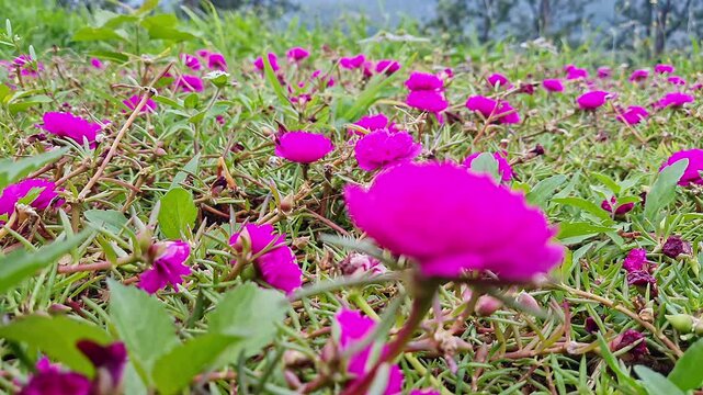 Purple Portulaca, Moss Rose or Sun Rose flowers in full bloom during morning light