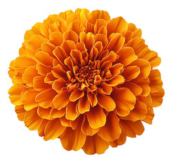 Orange marigold flower isolated background