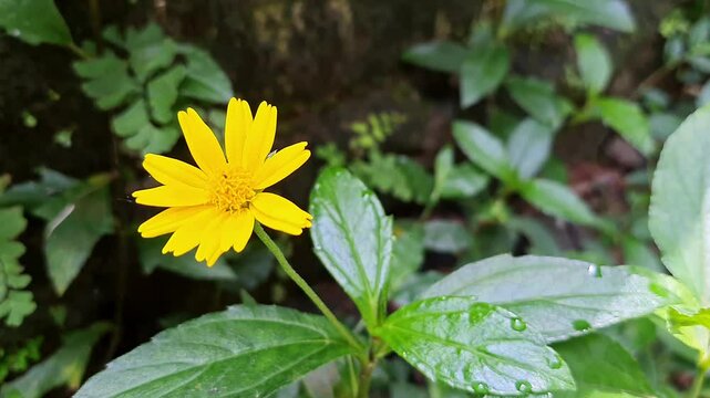 A cinematic shot of yellow flower in garden. Merigold singapore daisy. Bay Biscayne creeping oxeye