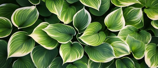 The concept of gardening is represented by a creative banner featuring a hosta plant with green leaves against a natural green background, ideal for a shady garden with copyspace