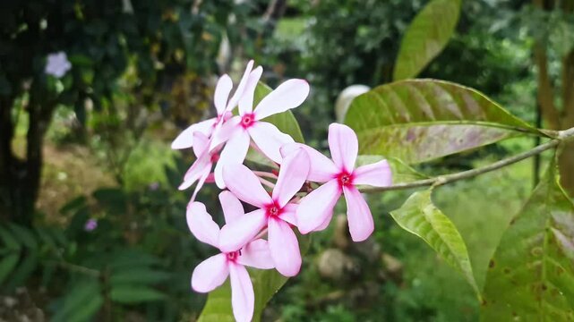 A closeup video of Shrub Vinca or Pink Gardenia, Kopsia fruticosa in full bloom during the summer