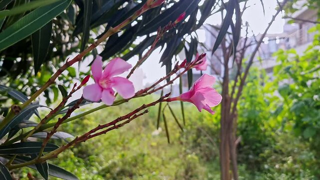 Closeup of Nerium oleander flower or Kaner or Arali used in Hindu religious rituals and symbolism