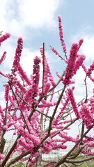 봄을 알리는 꽃