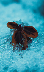 Close-up of dried brown seed pod resting on icy turquoise surface