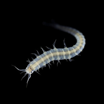 The parasitic worm Anisakis on black background