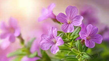 Fototapeta premium Close-up of delicate, light purple flowers, soft focus, shallow depth of field