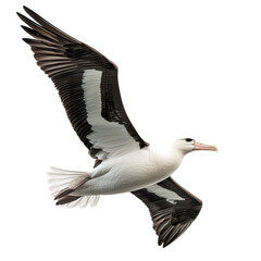 Soaring albatross png flying bird png large seabird png ocean bird png wingspan flight png graceful flyer png majestic albatross png marine bird png high-flying bird png white background image