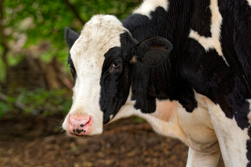 Deutsches Schwarzbuntes Niederungsrind auf der Weide