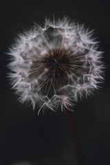 Fototapeta premium Close-up of dandelion seed head on dark background