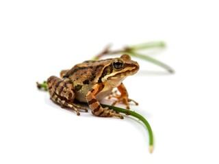 Obraz premium brown frog on a white, isolated background