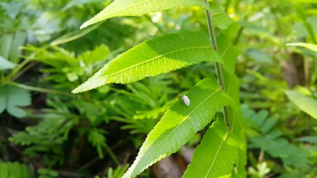 Aesthetic 4k footage of Citrus flatid planthopper on fern leaves.  Focus on the foreground. Perfect for a documentary about the beauty of tropical rainforests. Metcalfa pruinosa, Ormenoides venusta