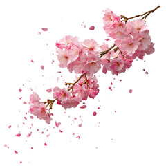Naklejka premium Cherry blossom branch #104 with petals ? Detailed Texture