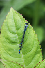 Blue Damselfly Resting on Vibrant Green Leaf