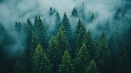 Fototapeta premium Aerial view of forest with text Environment. Ecosystem and healthy environment. Texture of green tree forest with clouds.