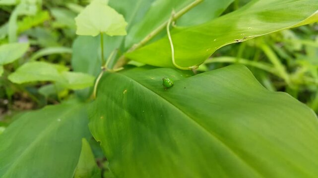 Green rounded Issid Planthopper, This odd little planthopper is known from Sumatra and Java (west and central). Perfect for a World Wildlife Conservation Day documentary on December 4th.